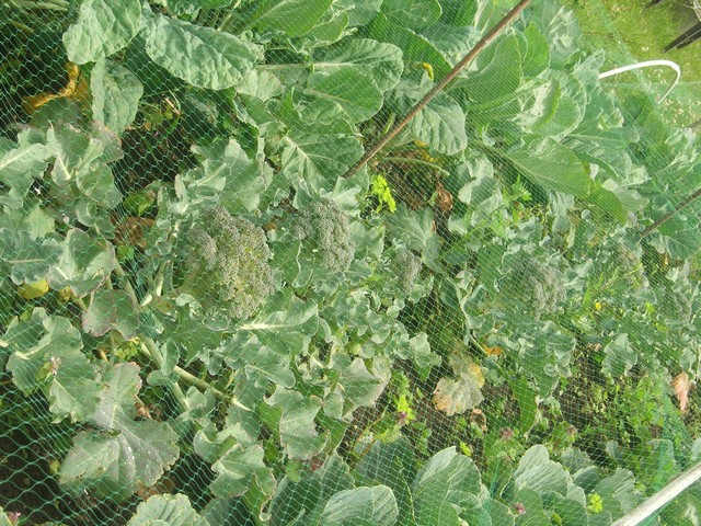 broccoli mature